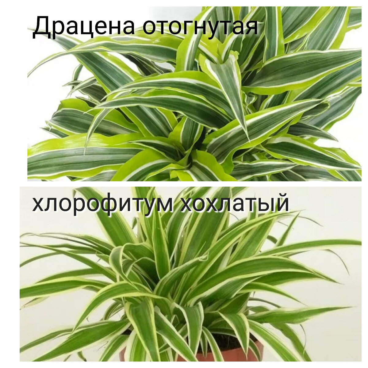 Сходства на лицо 