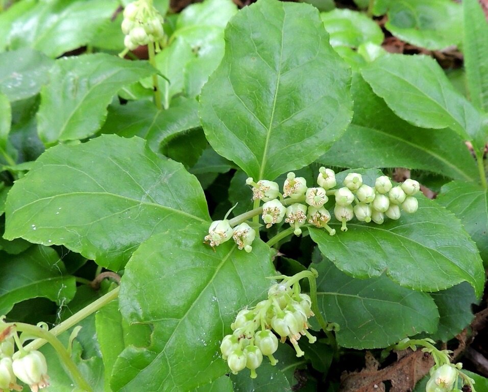 Для нас, девочки! Здоровье без таблеток 
 Боровая матка  может справиться с любым женским недугом или дисбалансом!! Это своего рода - женский природный гормон 

Есть один уникальный компонент в этой траве — гидрохинон. Он борется со свободными радикалами, а также продлевает молодость организма, активирует восстановительные процессы.

Боровая матка оказывает влияние на свертываемость крови за счет антикоагулянтов кумаринов в составе. Эти вещества обладают выраженным вяжущим действием, а также выступают в роли антисептиков.

Кроме перечисленных компонентов в боровой матке содержатся смолы, макроэлементы, органические кислоты, витамины, улучшающие обмен веществ, повышающие сопротивляемость организма, оказывающие мощный тонизирующий эффект.

Благодаря наличию фитогормонов боровая матка позволяет восстановить нарушенный гормональный баланс, справиться с предменструальным синдромом, снижением либидо, нестабильностью менструального цикла, болезненными менструациями. Восстановление нормальной работы женских половых органов способствует повышению фертильности, поэтому после курса лечения значительно повышается вероятность наступления беременности.

Благодаря активному противовоспалительному действию лекарственное растение используется при воспалении половых путей, мочевыводящих органов. Средство обладает антисептическими свойствами, препятствует развитию инфекций.

Это лекарственная трава назначается при широком спектре гинекологических заболеваний, поражении мочевыводящих путей:
нарушения цикла;
аменорея;
спайки в малом тазу;
бесплодие;
эндометриоз;
предменструальный синдром;
мастопатии;
кольпиты;
кандидоз;
миомы;
воспаление наружных половых органов;
циститы;
фибромы;
пиелонефрит.

Также боровая матка рекомендована женщинам в климактерический период. Она стабилизирует гормональный фон, значительно улучшает адаптацию организма в условиях гормональной перестройки.

Средство эффективно также для профилактики онкологических заболеваний, для лечения заболеваний органов пищеварения, ревматизма, подагры, простатита.

Эту траву можно купить в любой аптеке и принимать как обычный чай. Он очень приятный на вкус. В нашем регионе не произрастает.

ЗДРАВСТВУЙТЕ и ЦВЕТИТЕ!!
