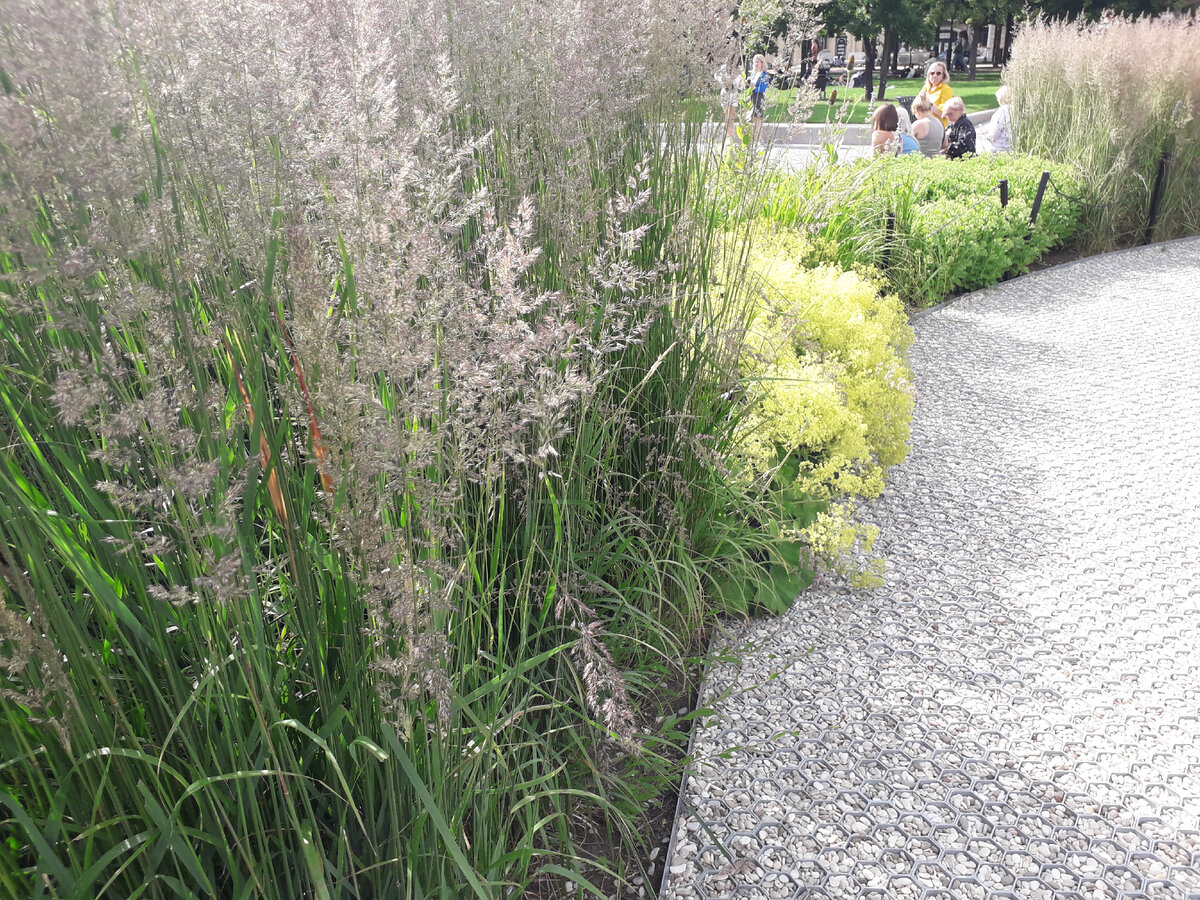 Замысловатые дорожки, вдоль которых растут травы.