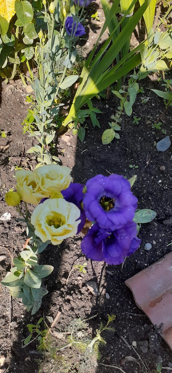 (Услышала тему общения двух старушек на лавочке во дворе, выразила в стихах.)