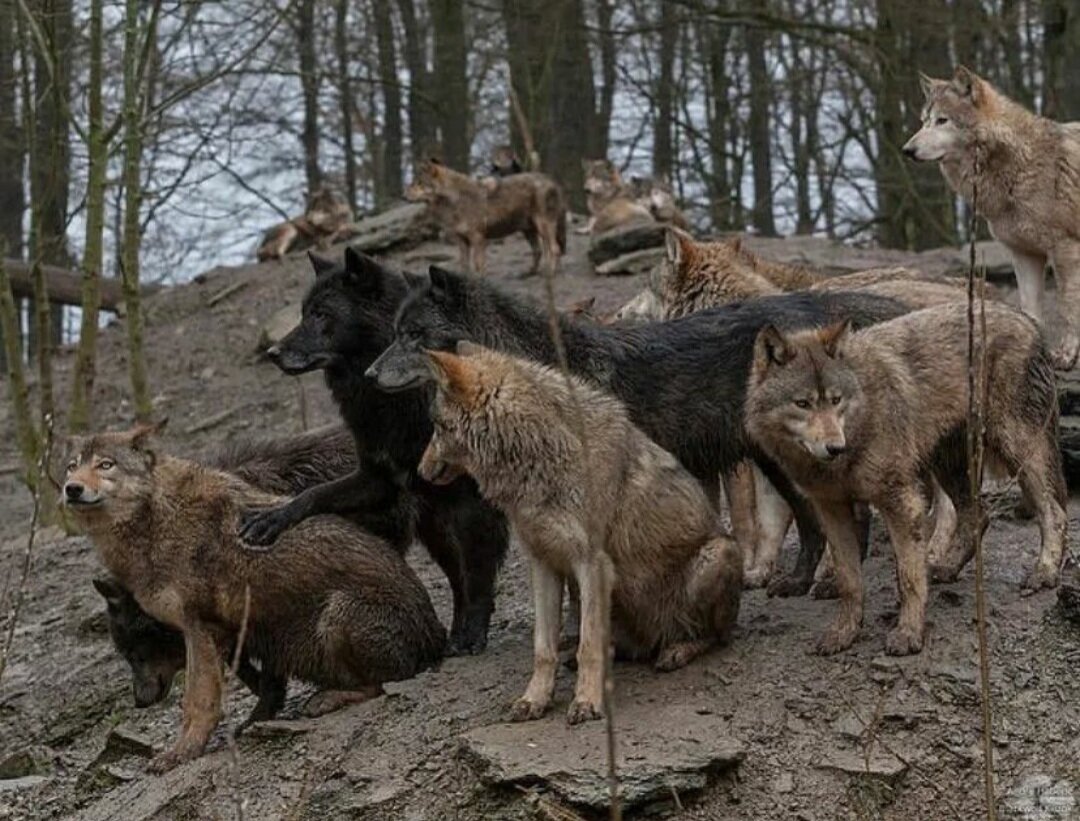 Стая волков, фото @wolf_med