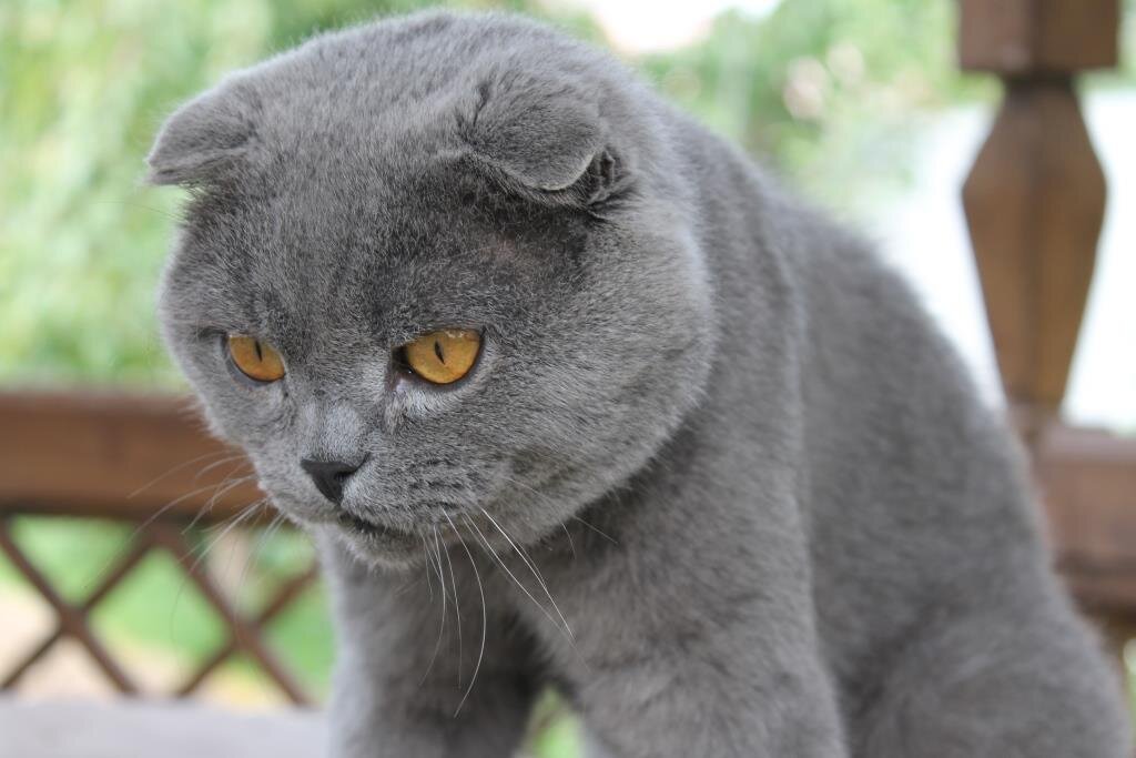 Пользователи, которые скачивают произведение 