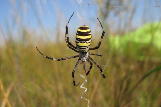    Может ли паук запутаться в собственной или чужой паутине?