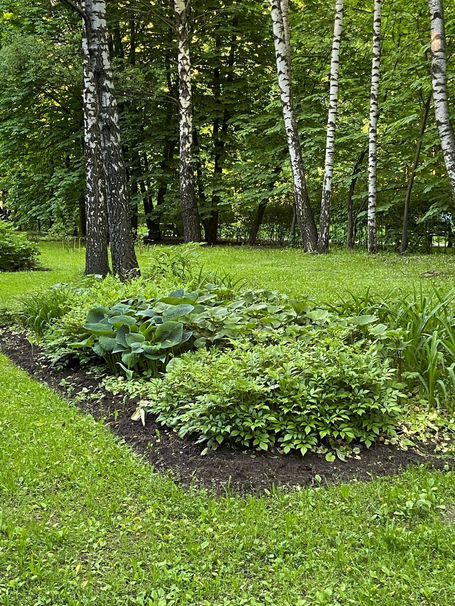 Цветник в тени по размеру точно совпадает с заданным (литайте дальше)
