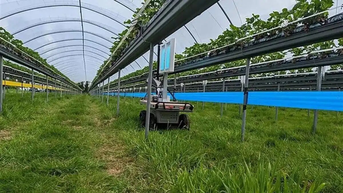 Фото: futurefarming.com Ультрафиолетовые и роботизированные технологии борются с мучнистой росой в садоводстве.