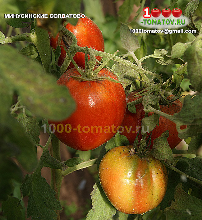 Томат Минусинские Солдатово фото 2
