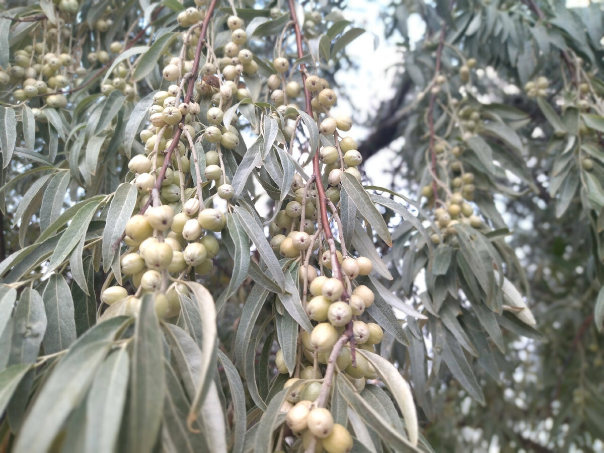 Лох серебристый Дикая маслина. Elaeagnus commutata плод. Лох серебристый саженцы. Лох серебристый растение.