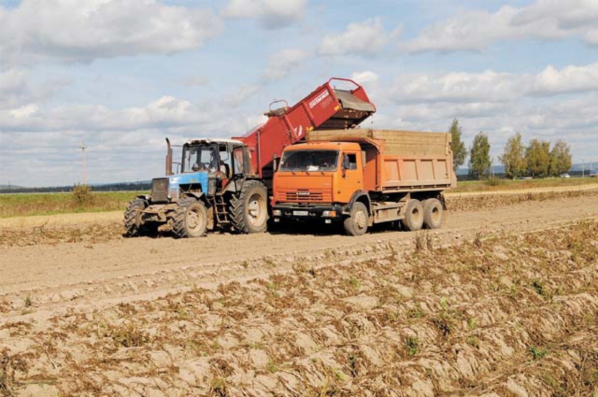   В Забайкалье фермеры начали собирать урожай картофеля и овощей