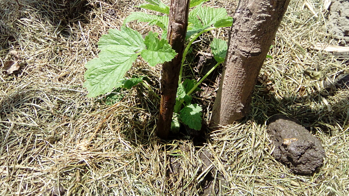 Одревесневший саженец, купленный и посаженный весной, Можете сравнить толщину стебля с колом для его подвязки на первое время.