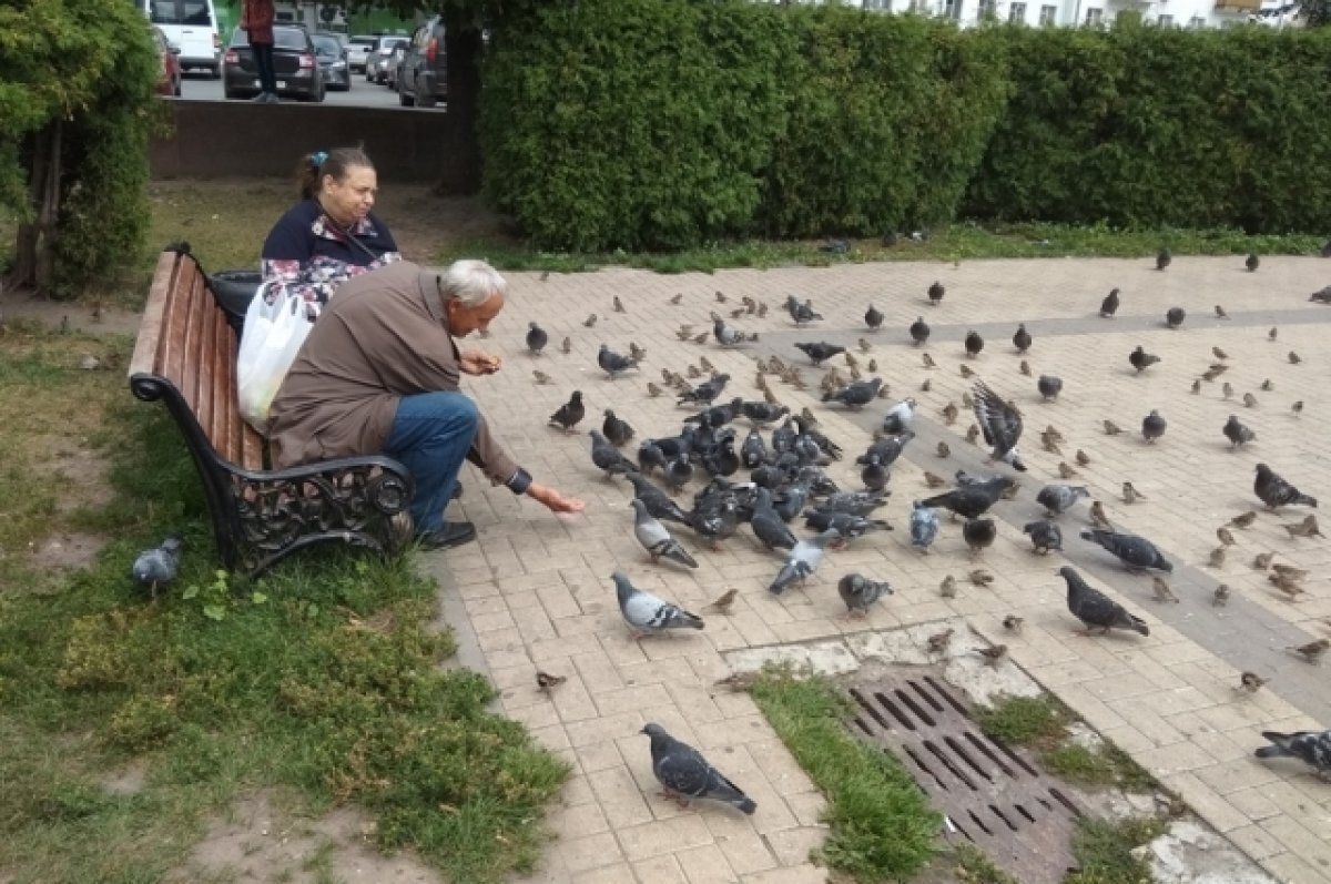    В Омске у пруда в Старозагородной роще по непонятной причине погибли голуби