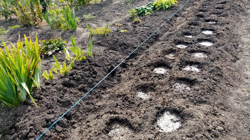 Подготавливаю Огромную ГРЯДКУ для пересадки РЕМОНТАНТНОЙ🍓🍓🍓 КЛУБНИКИ на Новое МЕСТО!!!👍👍👍 Очень ЖАРКО!!! 🌞🌞🌞 19 09 2023г💖.