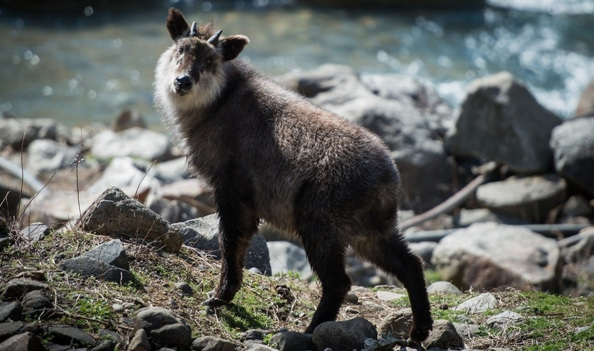 Animal japan. Животные Японии. Дикие животные Японии. Серау.