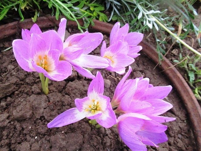 Colchicum woronowii