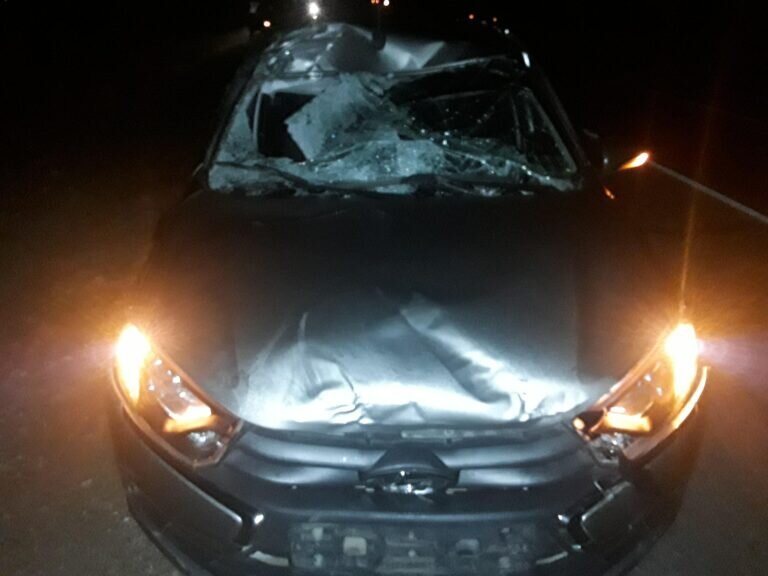    Лось стал причиной ДТП с «Лада Гранта» в Сакмарском районе, пострадала женщина Белов Михаил Александрович