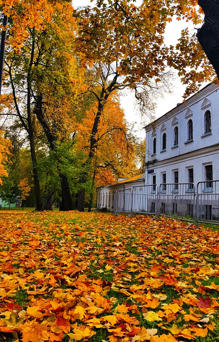 Золотая осень в Москве 🍁 Лучшие локации для фотосессий | Gruzkova Travel |  Дзен