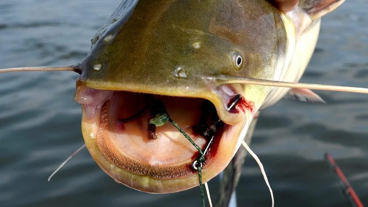 Фото с сайта: https://avatars.mds.yandex.net