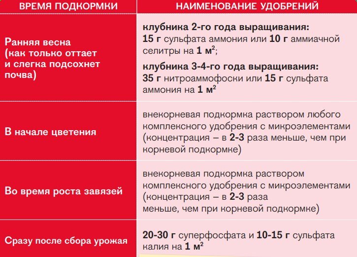 Схема подкормки клубники