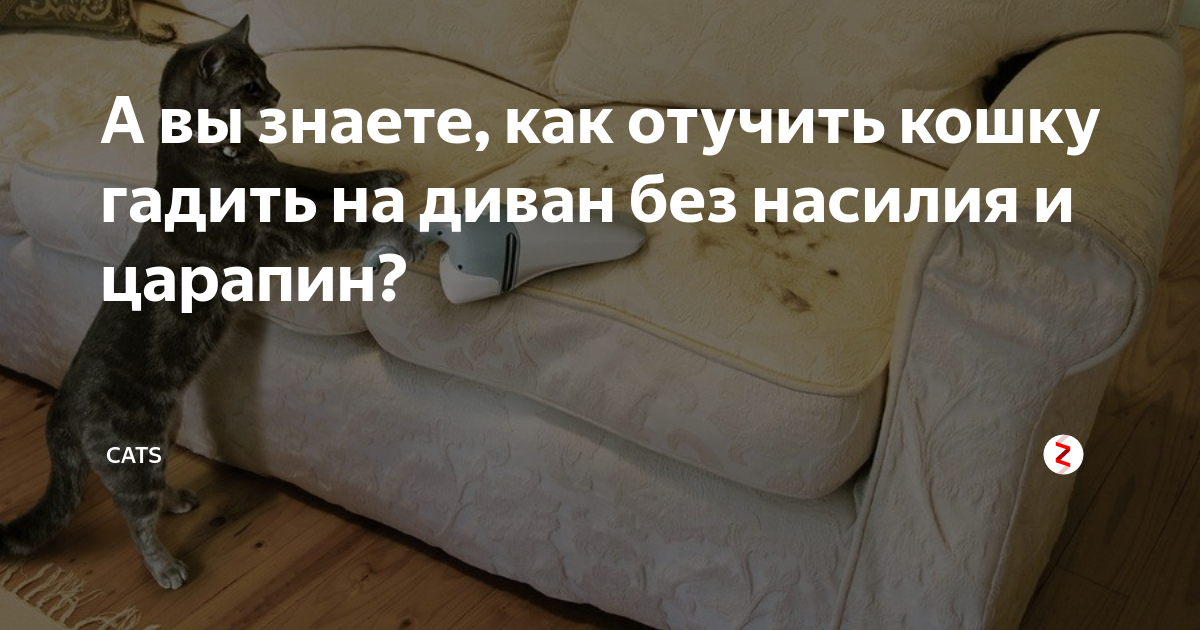 Написали на диван. Котенок нагадил на кровать. Отучить кошку гадить на кровать. Отучить гадить на диван кота. Кошка накакала на диван.