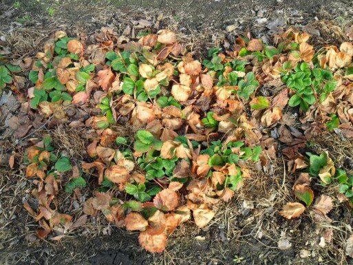 Убрать листву и сжечь.