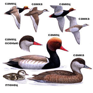 Мини-определитель уток весной. Нырковые утки