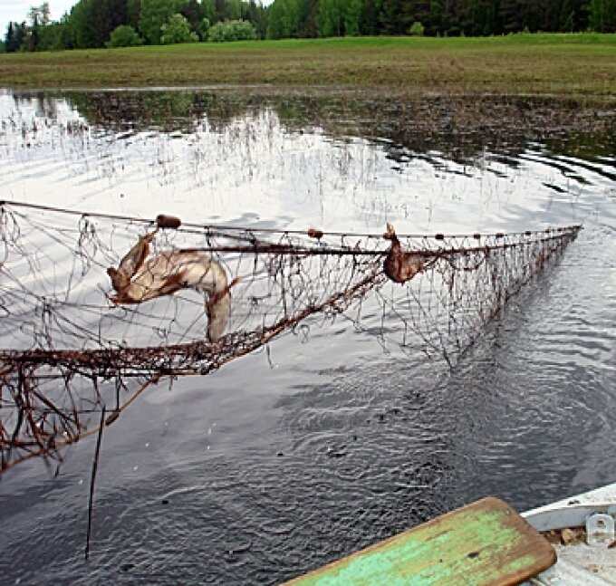 Можно ли ставить сети. Сеть рек. Сеть на речке. Сеть для рыбалки. Сеть для ловли рыбы.