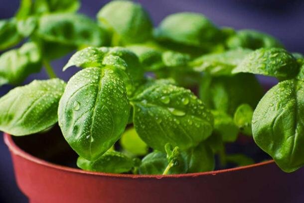 Базилик. Ocimum basilicus