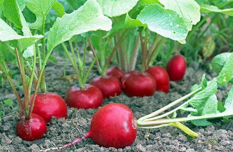 http://ogoroda.ru/wp-content/uploads/2016/03/redis-na-griadke.jpg