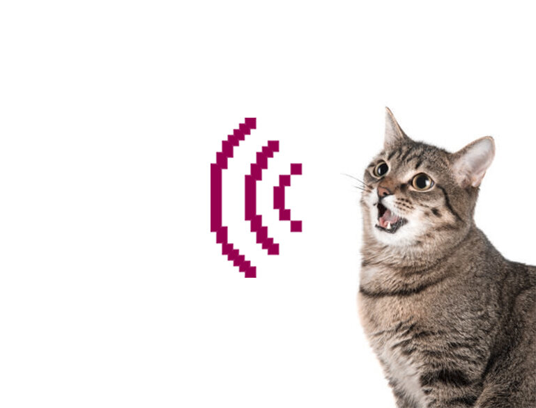 Выбери животного. Селэкс молочный скот. Что сближает человека с животным. Приложение определяющее животных. Задание на систематику животных.