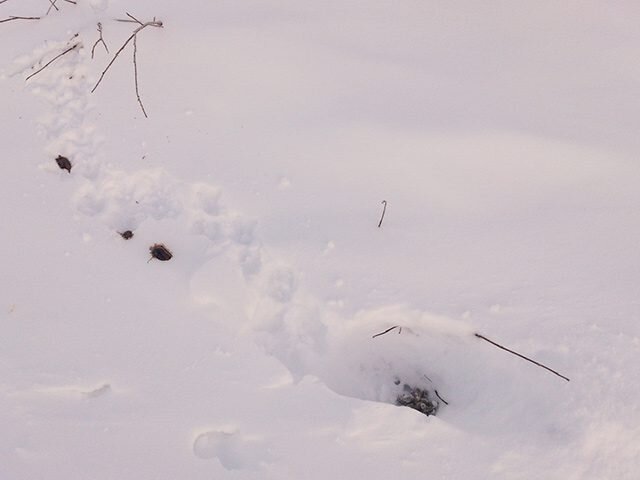 Ловлю куропаток. Ловля куропаток зимой. Ловушки на куропаток зимой. Петли на белую куропатку. Помет куропаток на снегу.