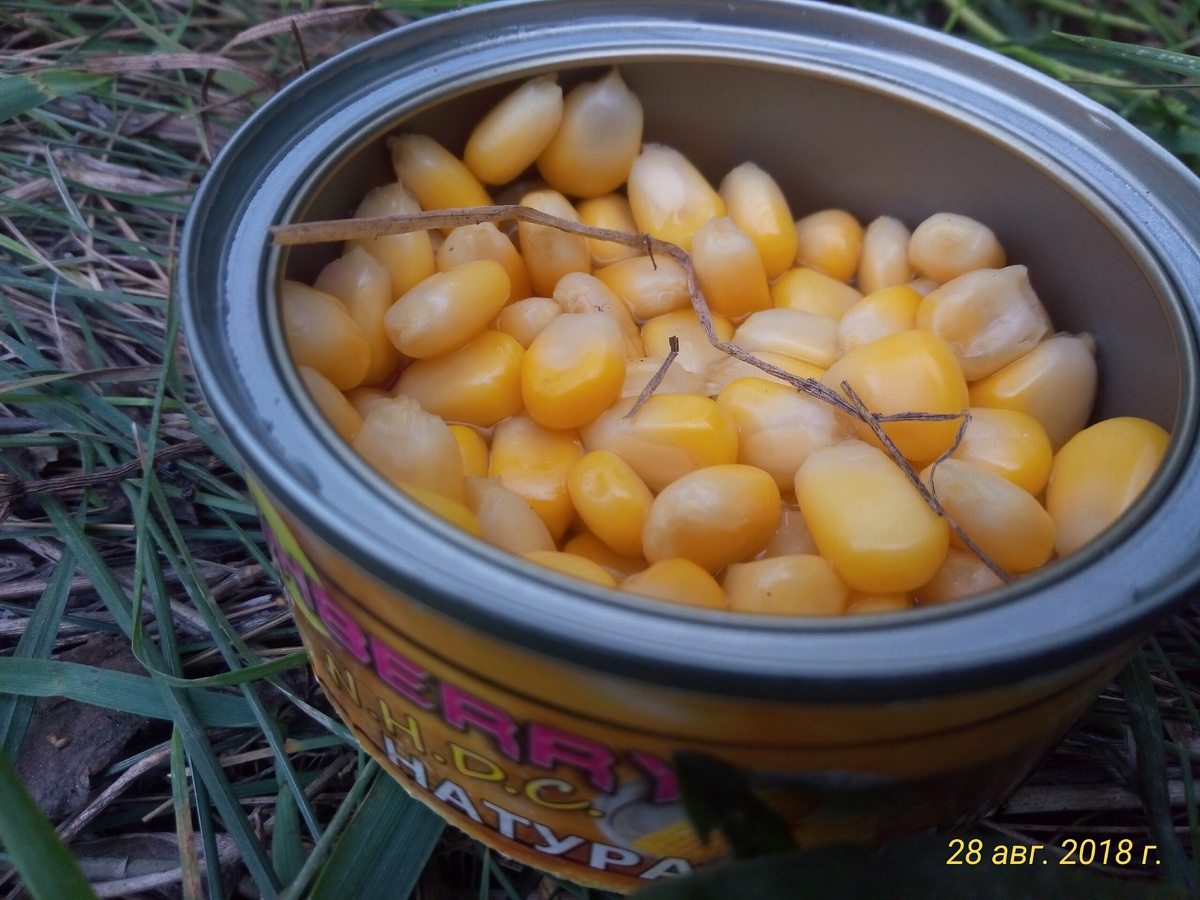 фото кукуруза купленная в рыболовном магазине "Чешуя"