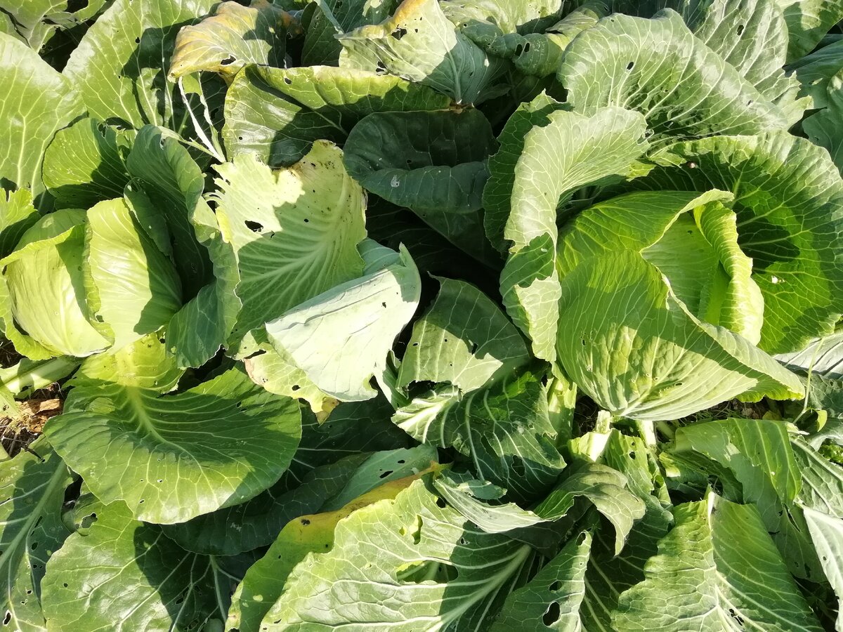 На этом фото удалила несколько листьев, чтобы проверить качество кочана