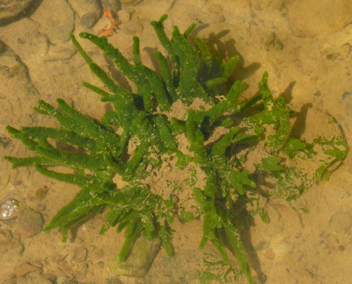 Губка бадяга в своей  среде обитания