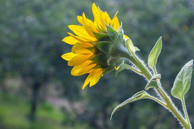 Sunflower stalk
 
