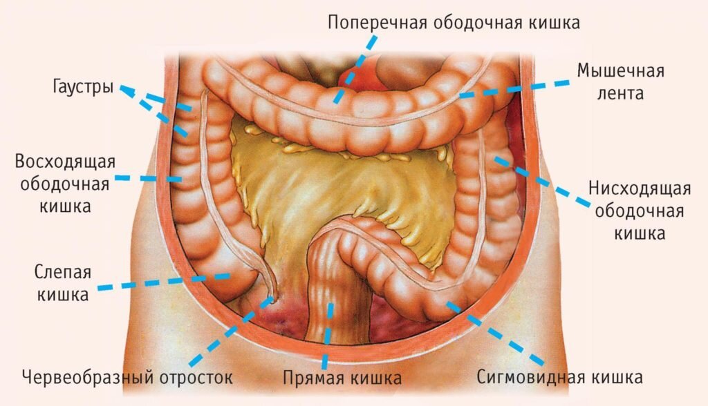 Какие анализы для проверки кишечника необходимо сдать? - генетический центр 