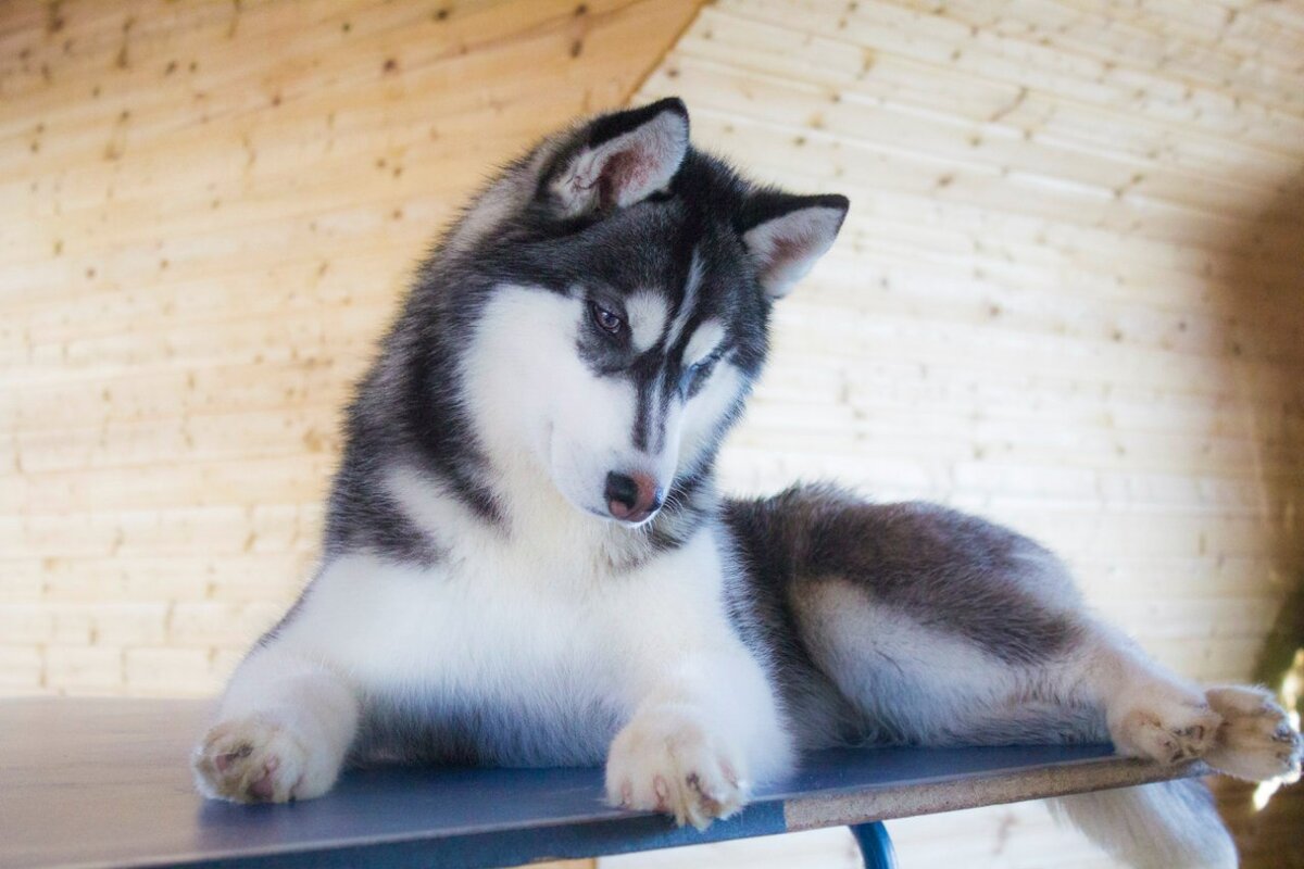 Шаман готовится к выставке.