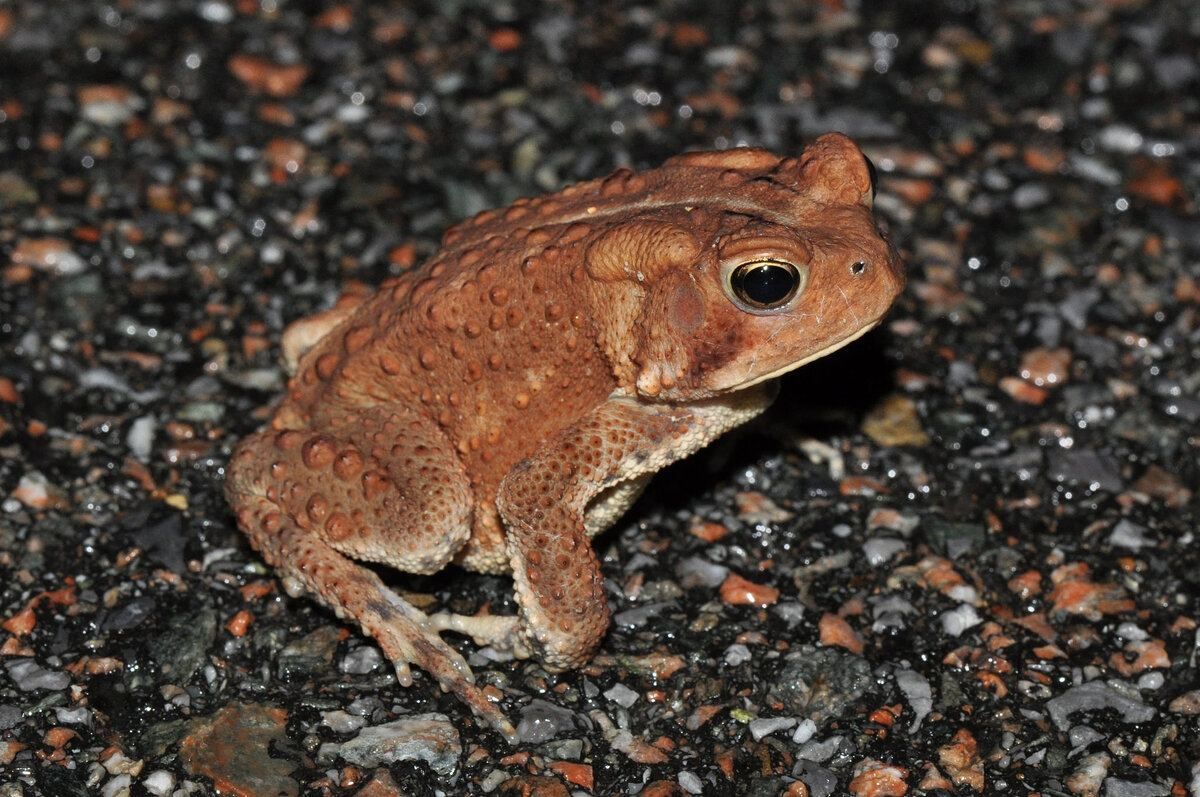 Жаба Anaxyrus. Anaxyrus americanus. Американская жаба-ага. Американская лягушка.