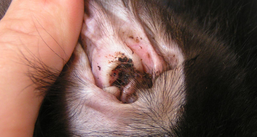 Фото из открытого источника