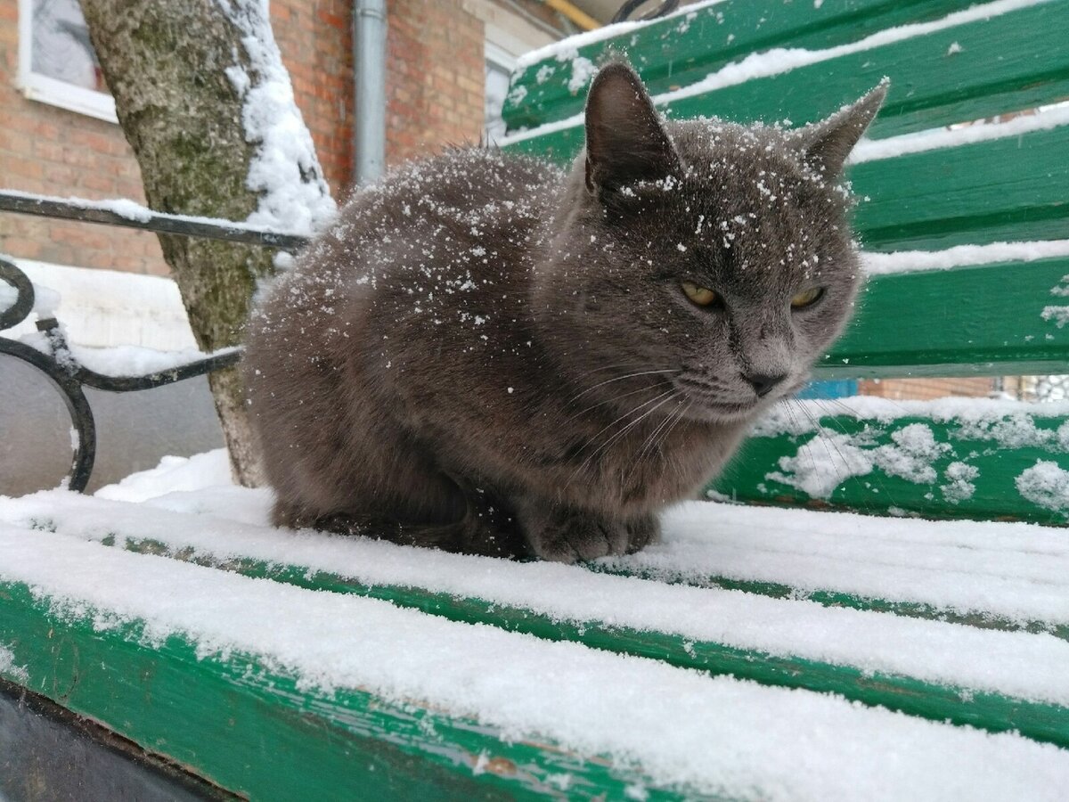 Снежок равномерно и хорошо ложится на его шерсть)