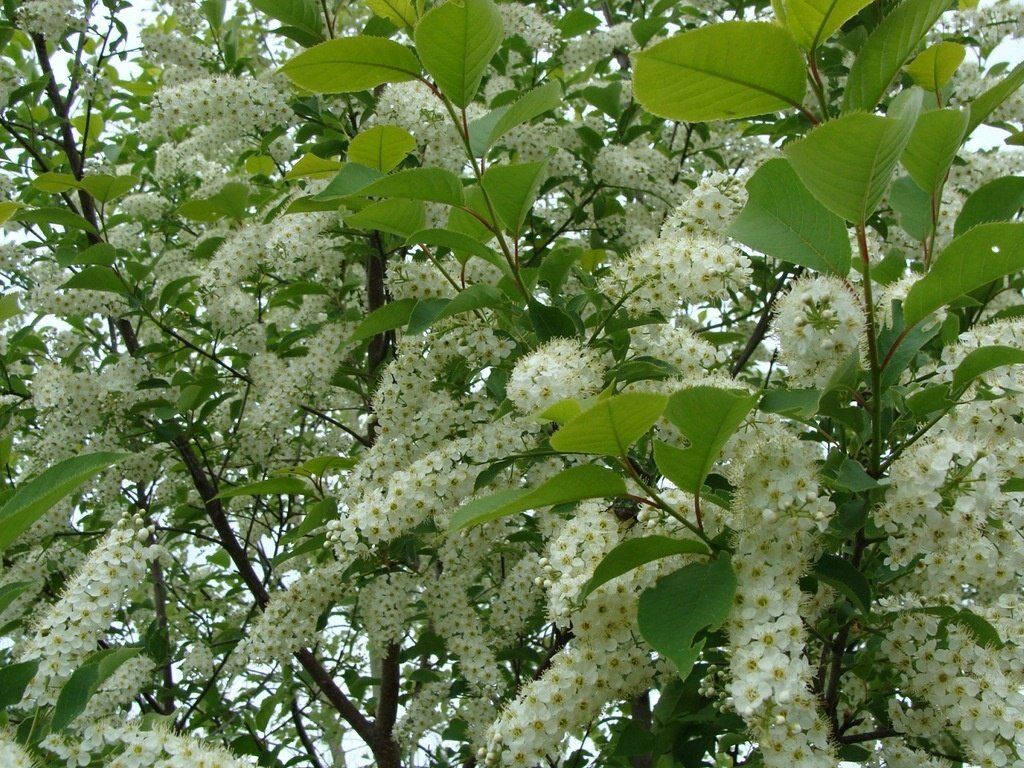 Черемуха цветковое растение. Черемуха обыкновенная (prunus padus). Черемуха обыкновенная цветок. Padus avium mill. Черемуха обыкновенная падус.