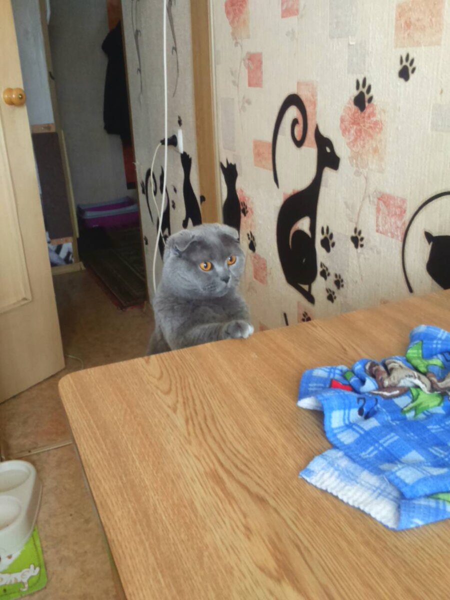 - И чё? Шаром покати? Где дефлопе? Где крутоны? Фуагра, та же, где?