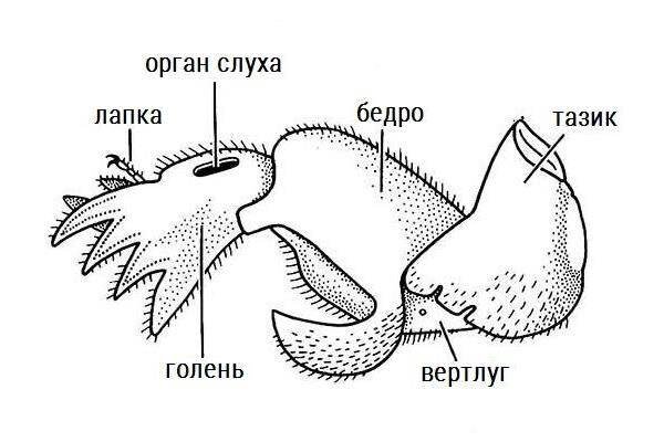 Не удивляйтесь, у насекомых такие странности в порядке вещей 