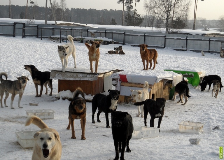 Вражеская территория
Во-первых, нужно избегать заходить на территорию, занятую собачьей стаей. Чаще всего такими территориями являются промзоны, порты, свалки и пустыри. Если случайно все-таки попали – вас, скорее всего, уже будут ждать встречающие. Не срываясь на бег, и не поворачиваясь к псам спиной, покиньте их владения.