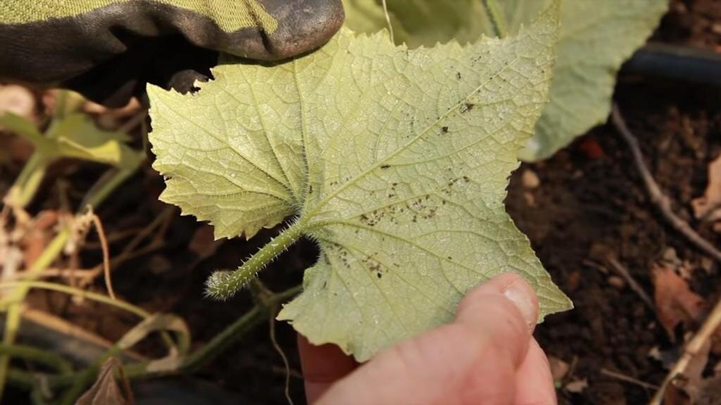 не развиваются сформированные плоды и не раскрываются бутоны.  