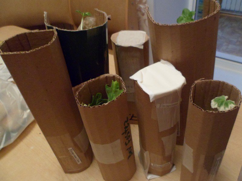 Источник фото - сервис поиска "Яндекс.Картинки"