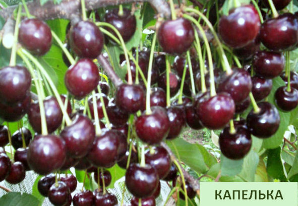 вишня капелька. вишня капелька. вишня склянка. черешня. вишня макро.