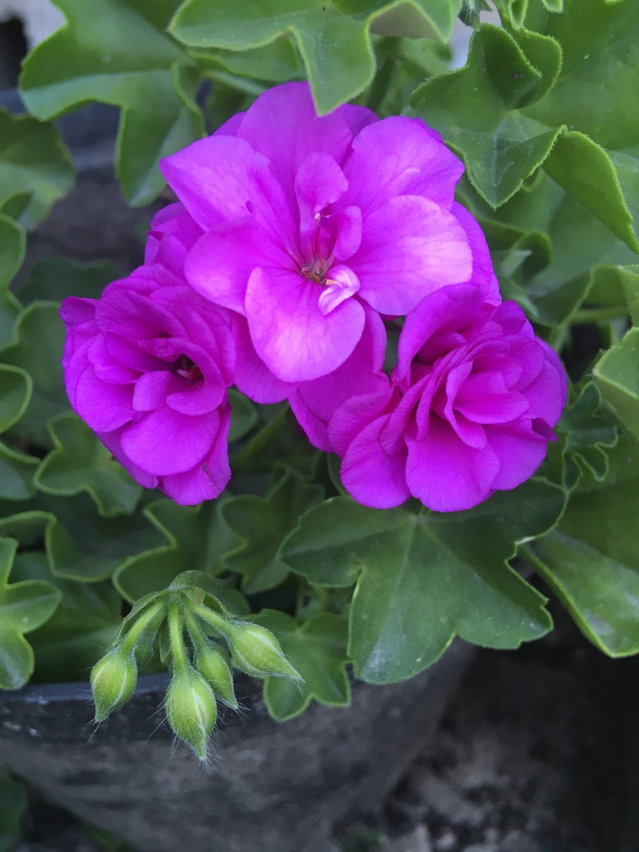 Надоело все? Плюнь, и не заморачивайся 😉