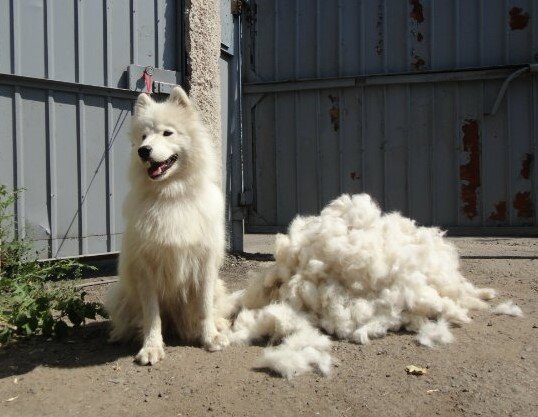 Самоедская лайка линяет. Самоед линька. Самоед и бшо. Самоед в период линьки. Экспресс линька самоед.
