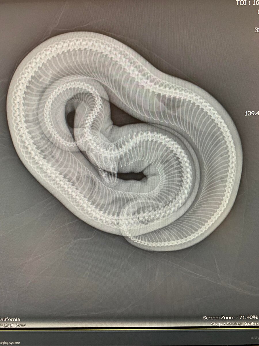 Именно так выглядит змея под прицелом X-лучей 