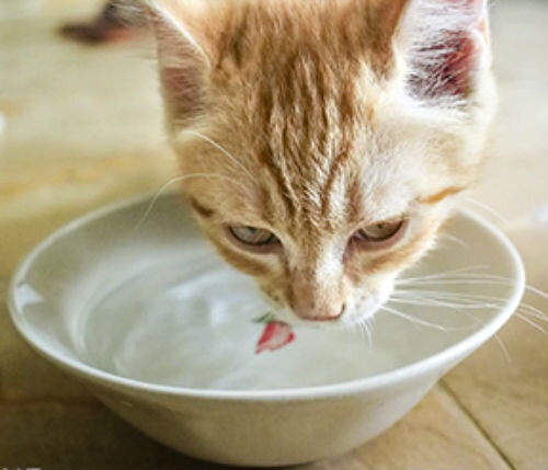 Почему кошка пьет много воды - причины жажды. | Лапа помощи | Дзен