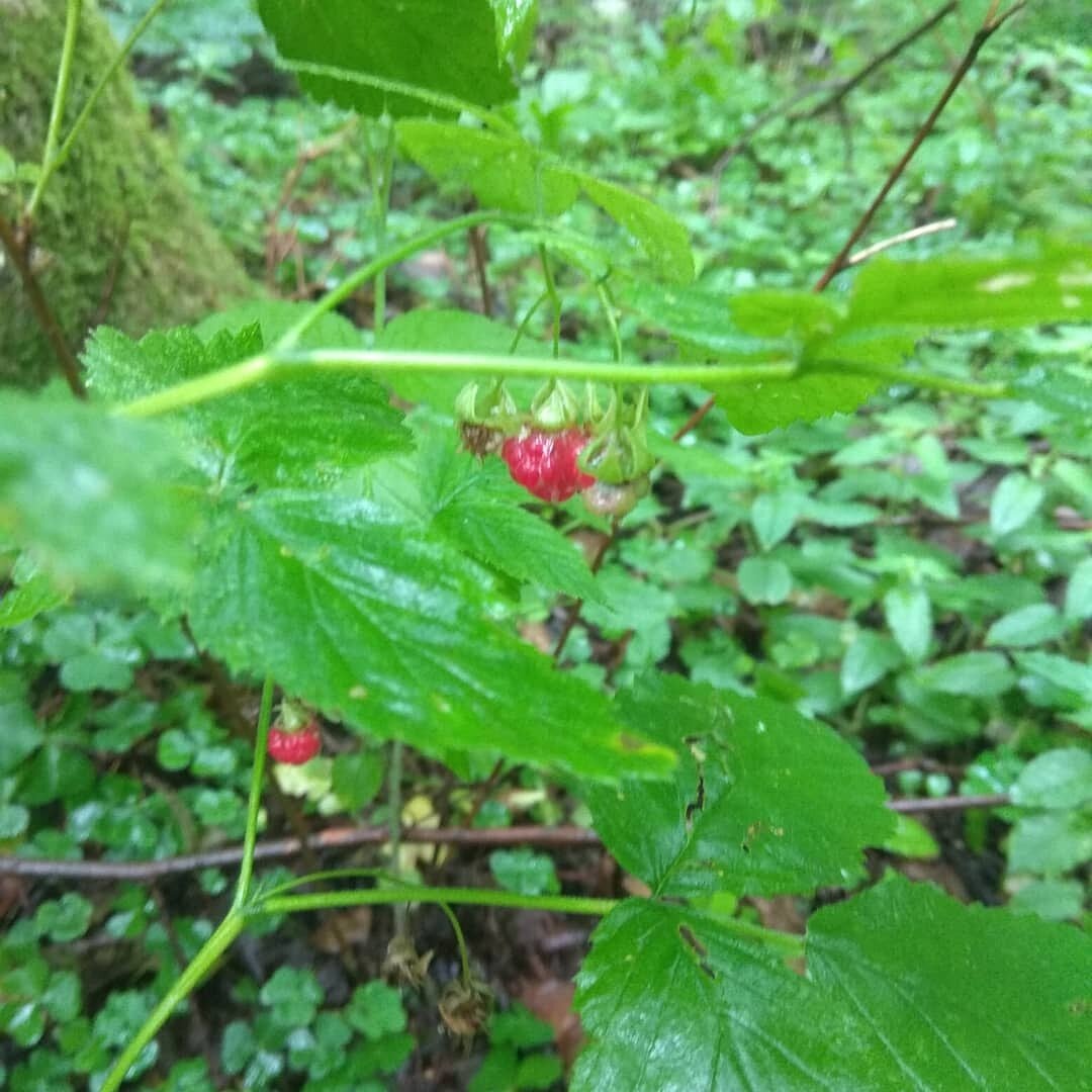 Тиха задумчива природа  Дождём сполна утомлена
Роняя капли белая берёза 
Шептала нежные слова

Лишь птаха пела утром в неге
Мелодию любви даря тебе 
И в воздухе летало:
Где ты?  Где ты? 
В ответ лишь листья
шелестели в тишине.  

Чрез облака хмурные, - солнце
Лучом играя в вышине 
Теплом лаская, - песни птахи 
Утешат думы о тебе. 
